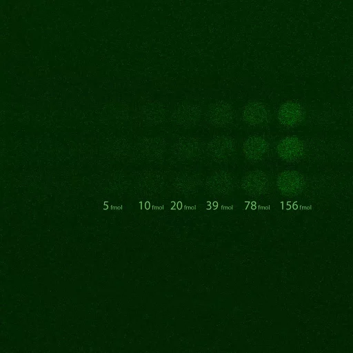 En appliquant la multiplication d’électrons pour supprimer le bruit de lecture, on révèle les échantillons bioluminescents d’ATP en cinq secondes. Ainsi, toutes les six concentrations d’ATP deviennent détectables avec des valeurs de RSB allant de 1,9 à 14,1 (ou de façon équivalente, de 2,8 à 11,5 dB).